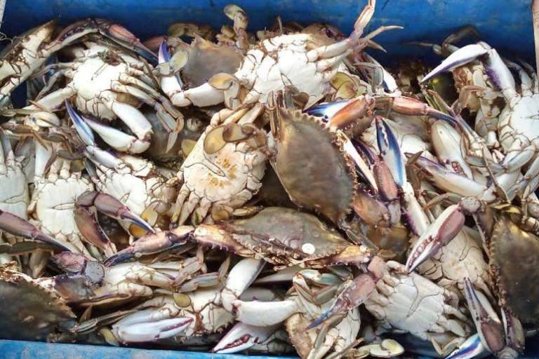 Inicia la captura de la jaiba macho en Sinaloa