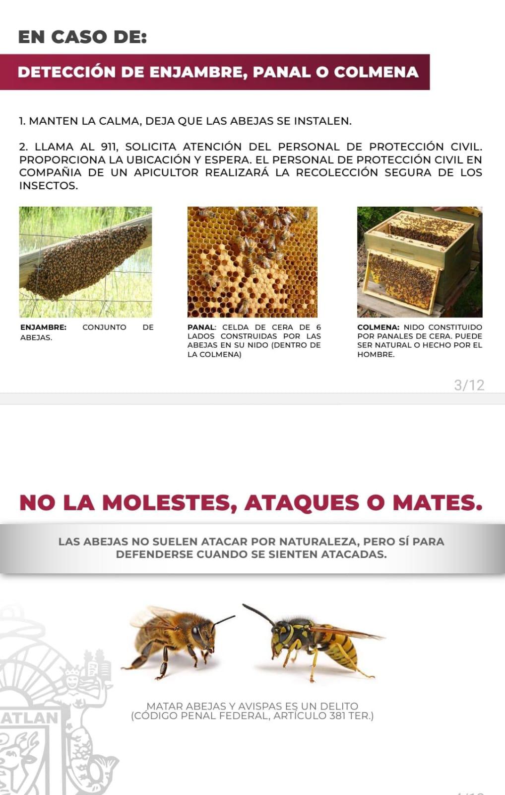 $!Denuncian que ataques de abejas trágicos se debe a que no aplican Protocolo Municipal de Protección
