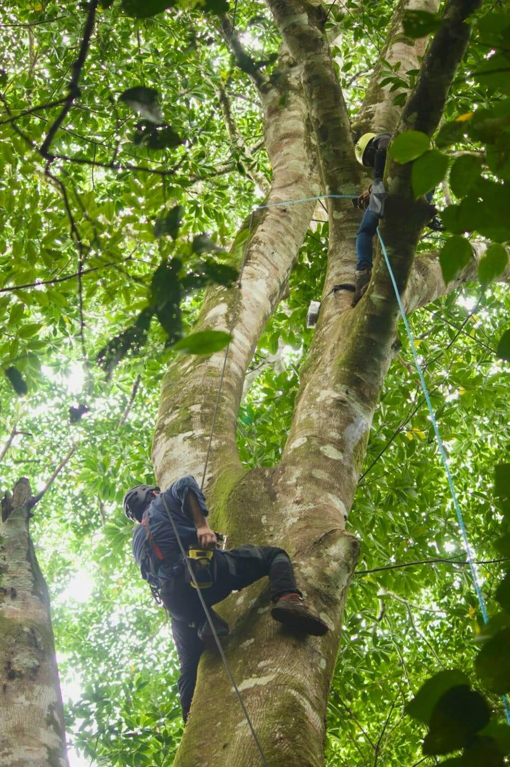 $!Cámaras trampa en copas de árboles revelan presencia de mamíferos en una reserva amenazada de México