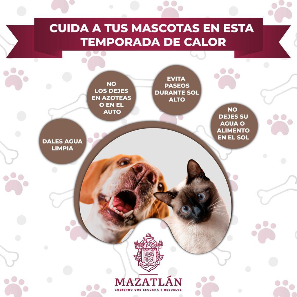 $!Llaman a proteger a las mascotas ante el calor extremo