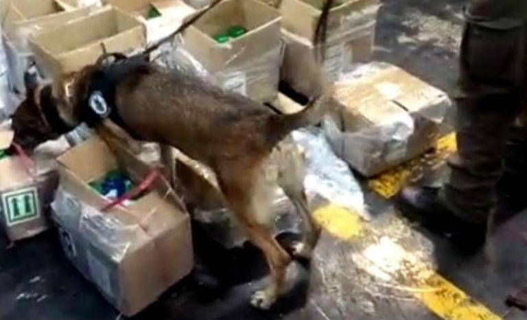 Marinos y policías hallan 256 kilos de cocaína en Aeropuerto Internacional de la Ciudad de México