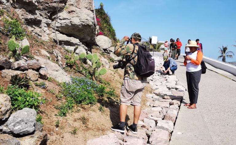 Mazatlán vuelve a destacar en el City Nature Challenge