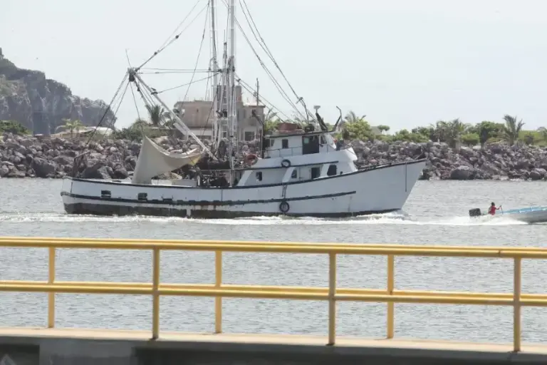 Sin repuntar primer viaje de capturas de camarón azul, reportan pescadores