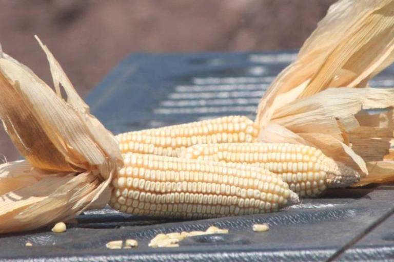 Canadá se une a EU contra México por maíz transgénico