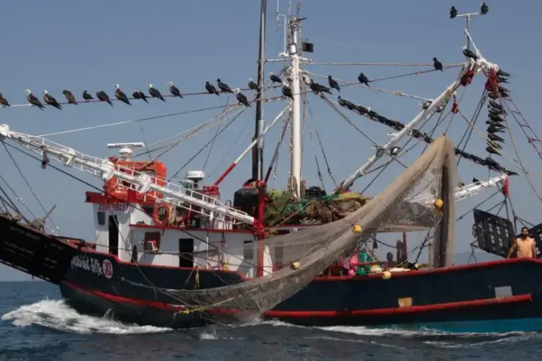 Proponen implementación en los 17 estados costeros del país Fuerzas Especiales contra la pesca furtiva