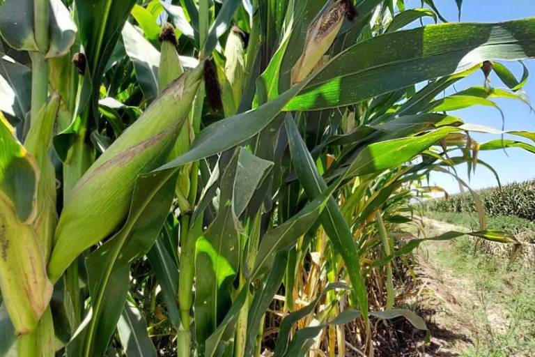 Será muy grave para el sector agrícola si se prohíbe el uso de plaguicidas, señala la AARC