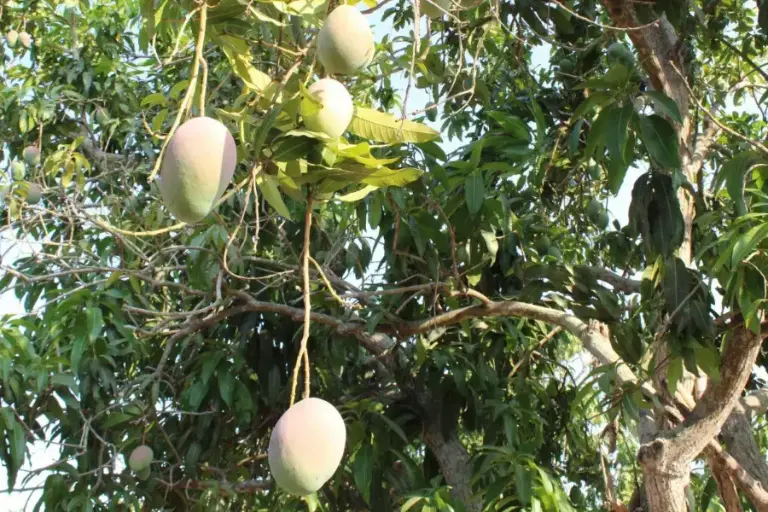 Incierta temporada de mango por sequía en Sinaloa