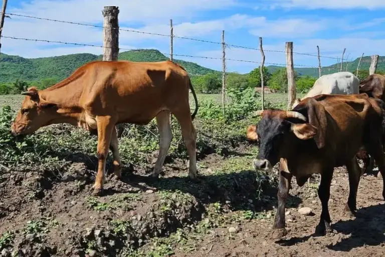 En Sinaloa no hay casos de gusano barrenador: Ismael Bello