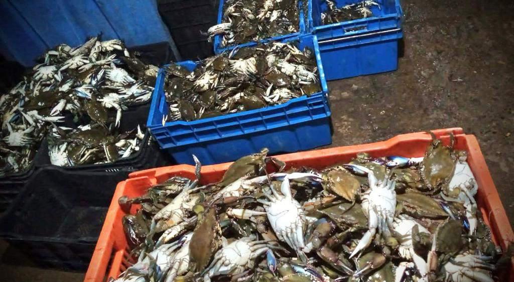 $!Inicia la captura de la jaiba macho en Sinaloa