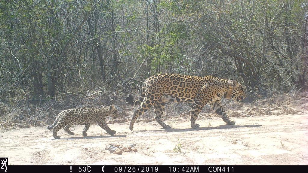 $!Un jaguar hembra y su cría en el Chaco seco Paraguayo.
