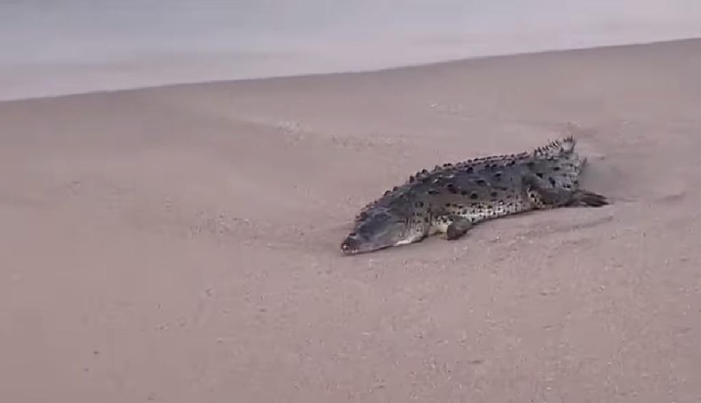 $!Alerta por un cocodrilo en playa Cerritos, en Mazatlán