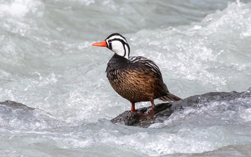 $!El pato de los torrentes es otra especie afectada por los incendios en la Patagonia argentina.