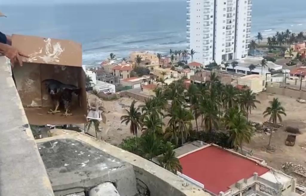 $!En Mazatlán trabajadores de hotel salvan a un halcón peregrino
