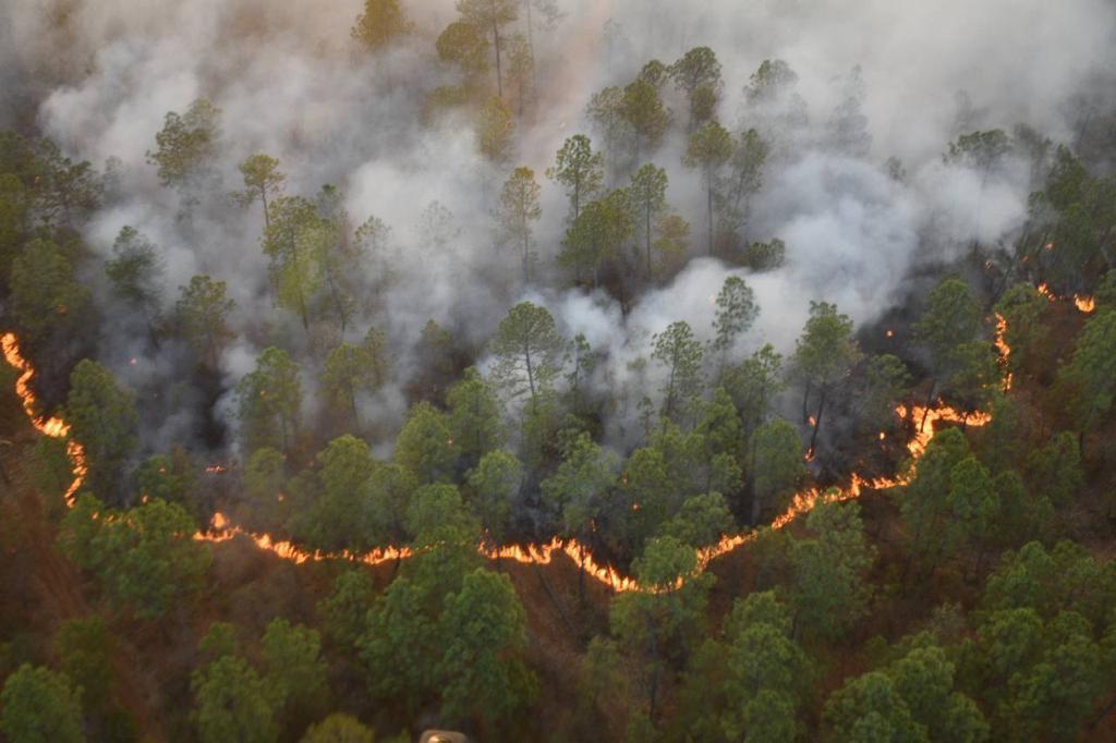 $!Jalisco perdió más de 100 mil hectáreas de bosques a causa de los incendios