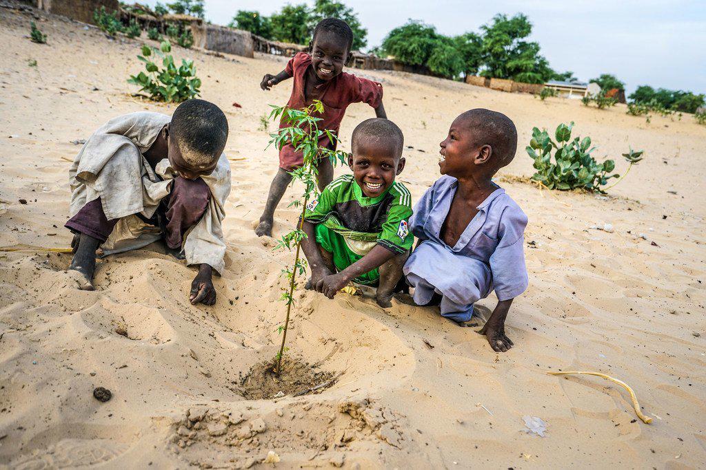 $!Unos niños plantan acacias en el área de reforestación de Merea, en Chad.