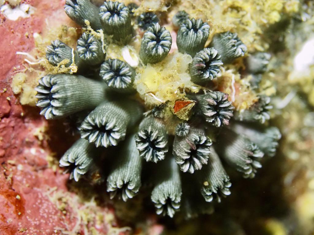 $!Galápagos: redescubren un coral solitario que se creía extinto y renueva la esperanza sobre la conservación marina