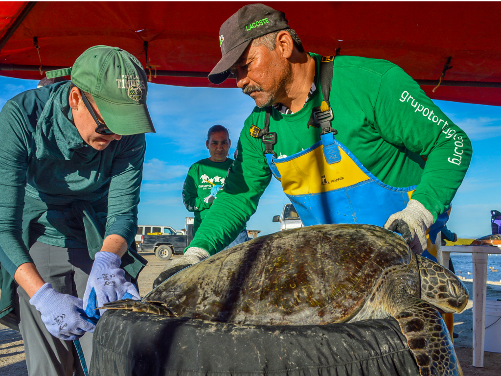 $!Conoce la tres iniciativas para mitigar la captura incidental de la tortuga marina