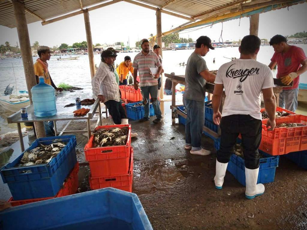 $!Inicia la captura de la jaiba macho en Sinaloa