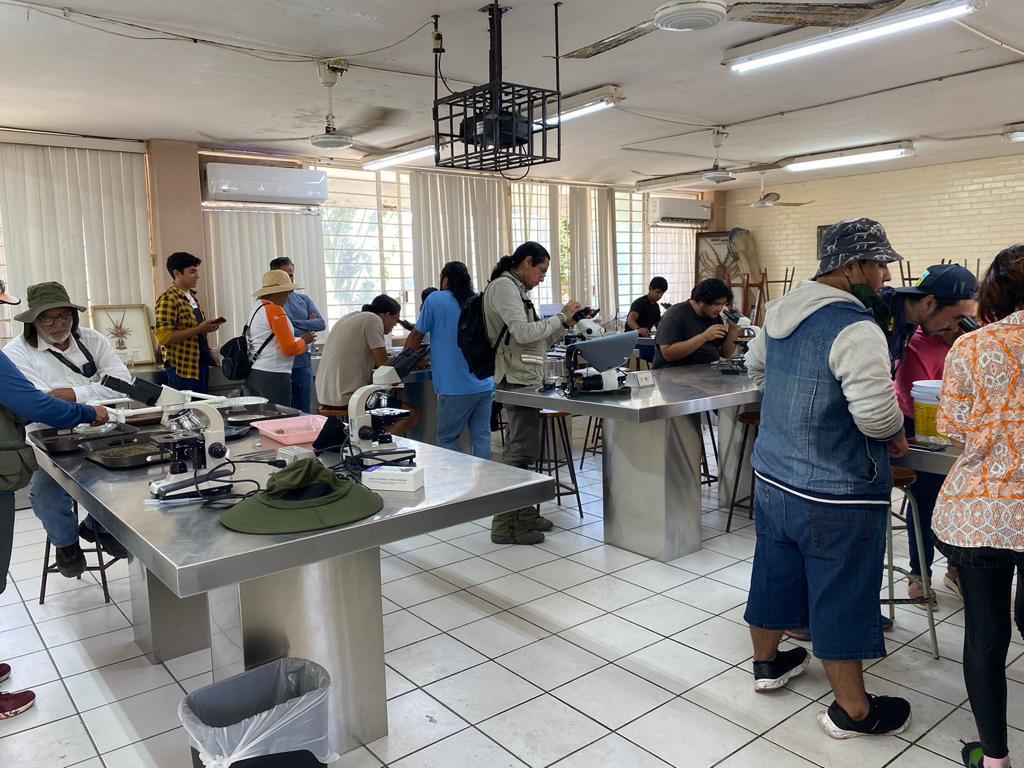 $!Mazatlán vuelve a destacar en el City Nature Challenge