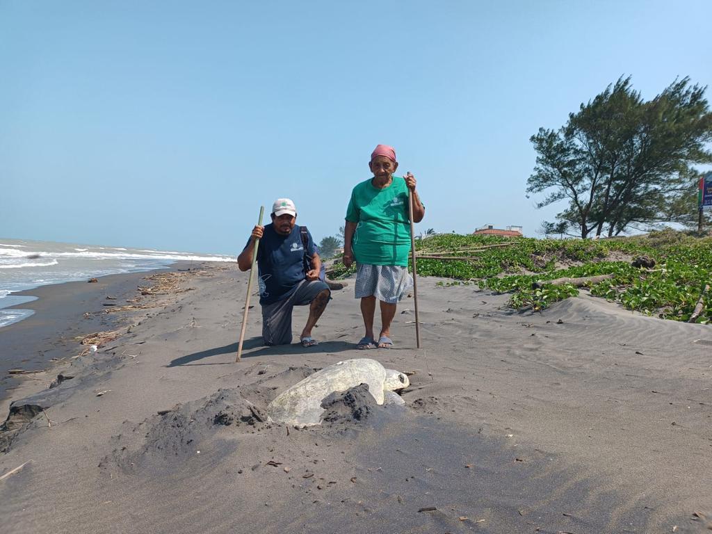 $!Rastreando el nacimiento de la tortuga verde: el aumento de la temperatura en el mar impacta en la anidación de la especie en las costas de México