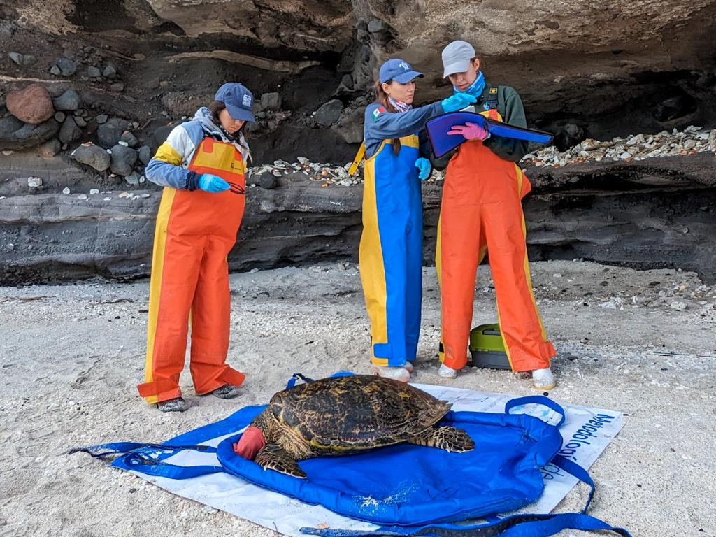 $!Conoce la tres iniciativas para mitigar la captura incidental de la tortuga marina