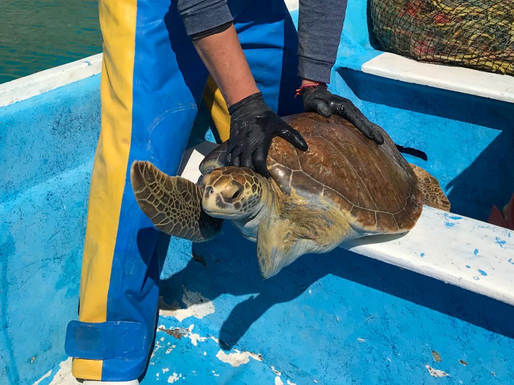 $!Conoce la tres iniciativas para mitigar la captura incidental de la tortuga marina