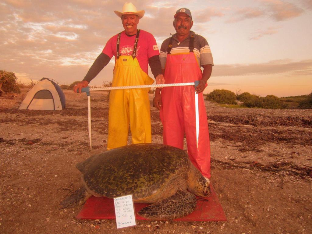 $!Conoce la tres iniciativas para mitigar la captura incidental de la tortuga marina