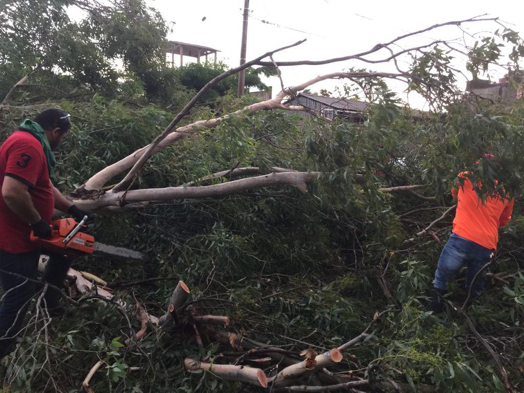 $!Suman Comuna más de 150 reportes de árboles y mil alcantarillas tapadas por las lluvias, en Culiacán