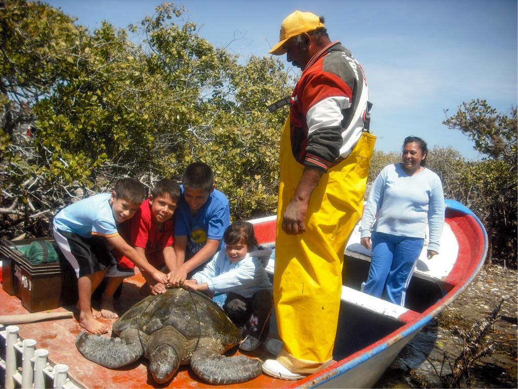 $!Conoce la tres iniciativas para mitigar la captura incidental de la tortuga marina