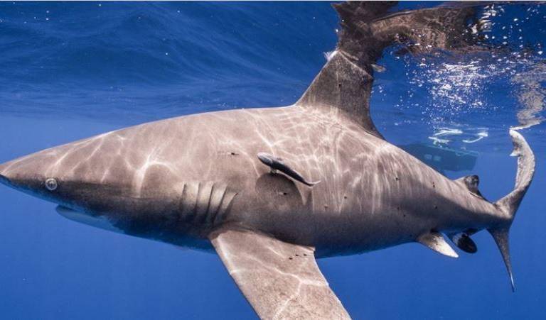 El declive de los tiburones apunta a la incapacidad de establecer acuerdos globales de biodiversidad