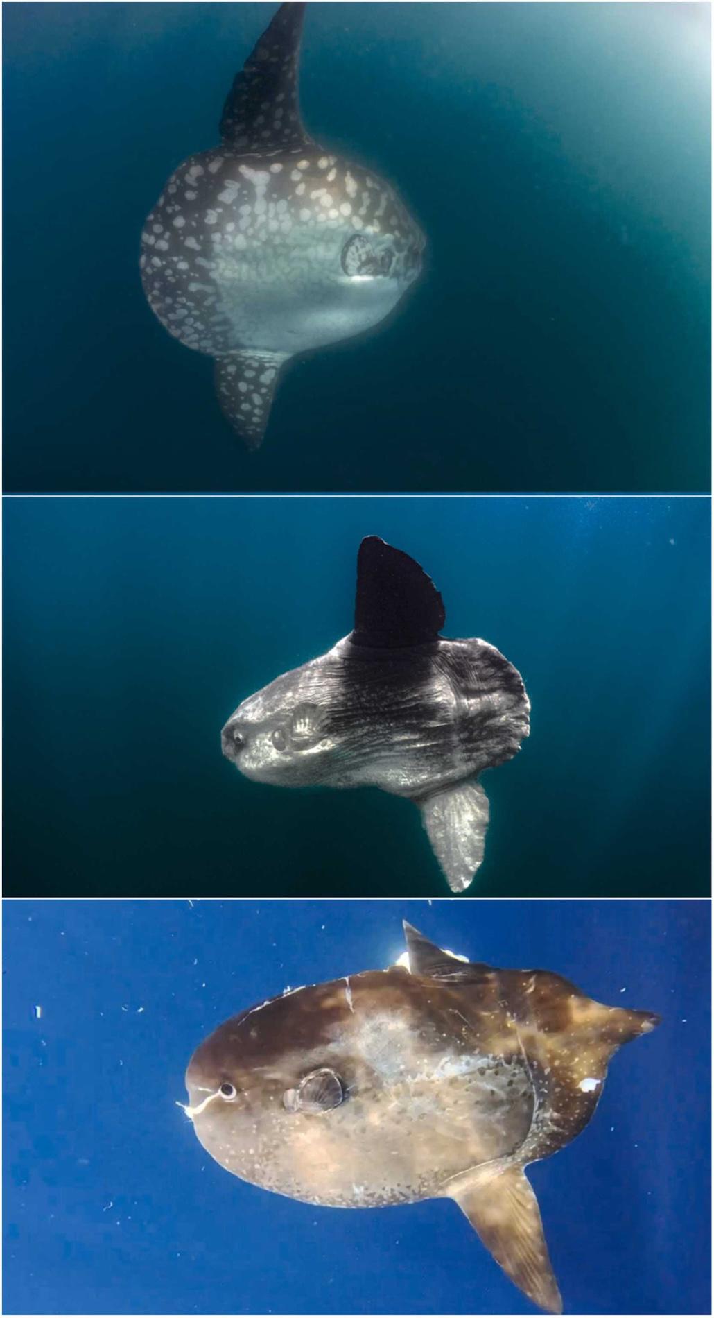 $!Las características morfológicas externas de tres especies de peces luna confirmadas y registradas en el Golfo de California incluyen: M. alexandrini (arriba), M. mola (medio) y M. lanceolatus (abajo).
