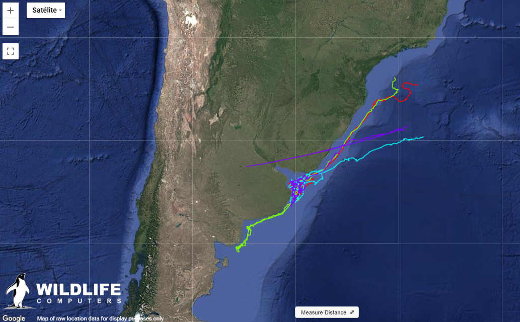 $!Recorrido satelital de las tortugas laúd macho en Argentina.