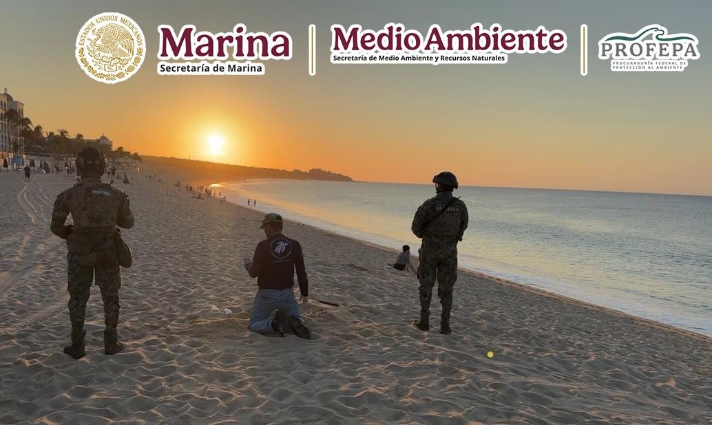 $!Protegen arribazón de 140 tortugas golfinas en Cabo San Lucas, BCS