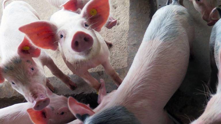 República Dominicana y Haití reciben el apoyo de organismos internacionales para combatir la peste porcina africana