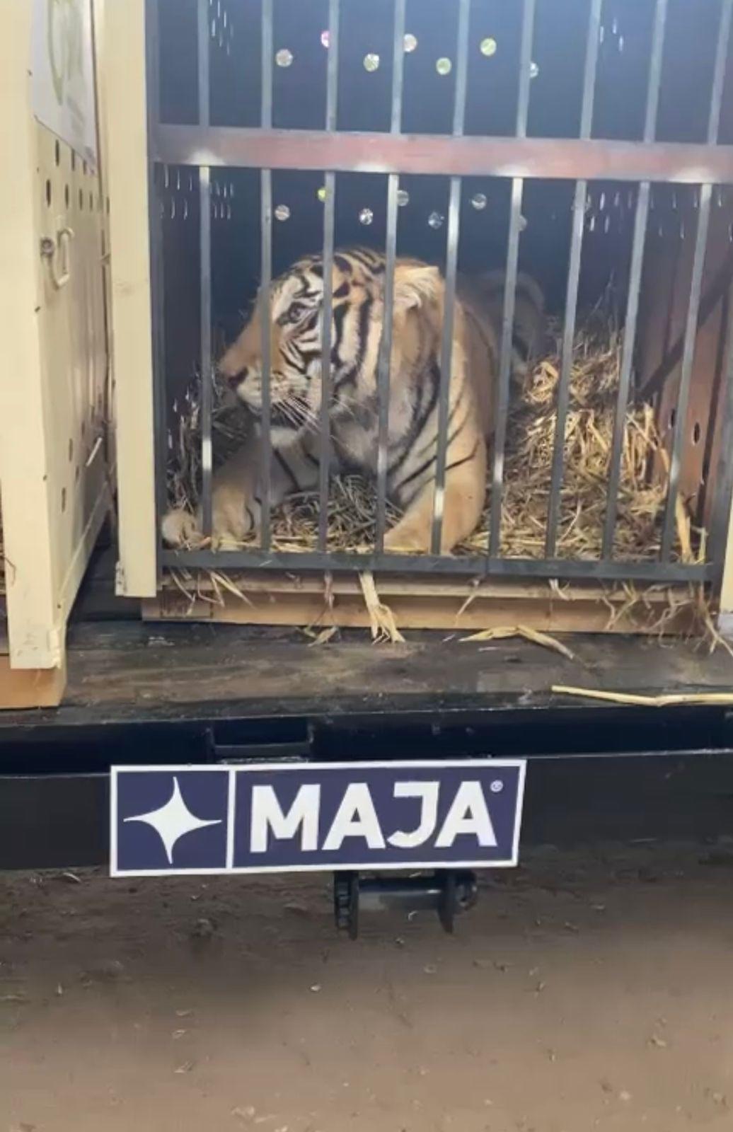 $!Desde Culiacán, envían 200 tigres rescatados a la India