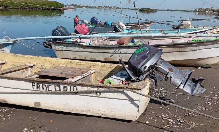 La mitad de granjas de camarón en Sinaloa no cuentan con permiso de siembra: Coades