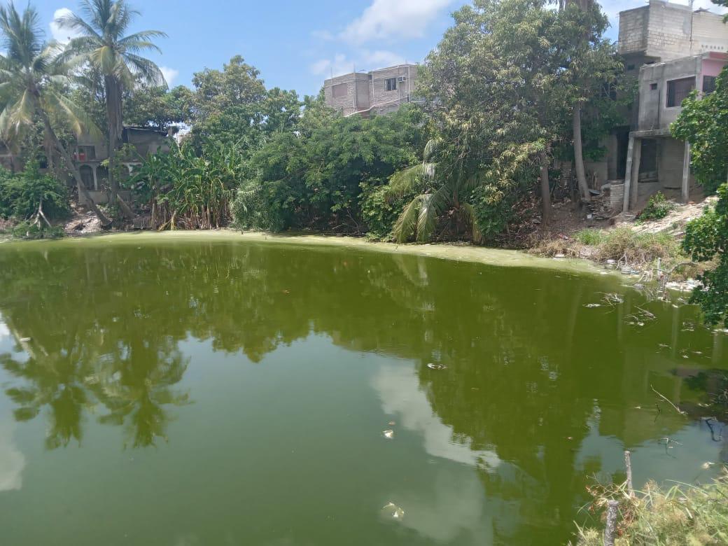 $!Alertan por contaminación y mortandad de peces en laguna urbana de El Rosario