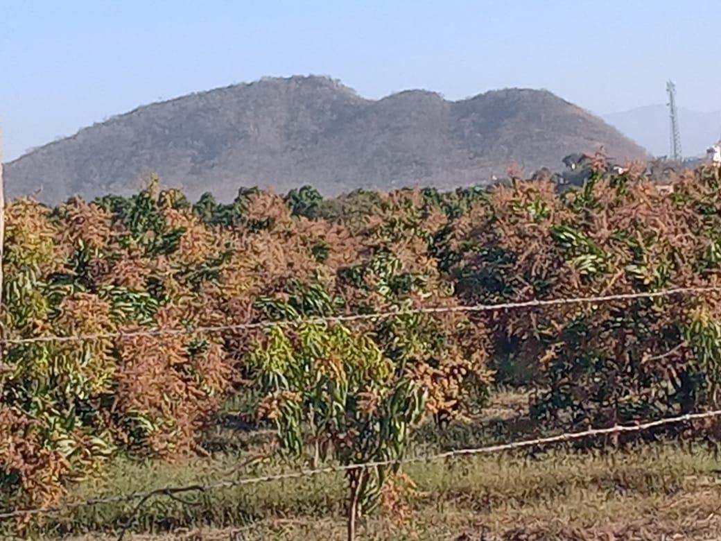 $!Busca AARB impulsar gestiones para que los tres niveles de Gobierno apoyen al sector manguero