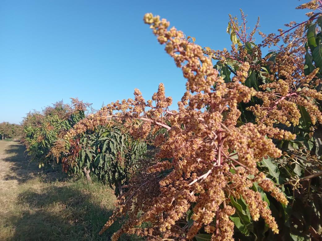 $!Busca AARB impulsar gestiones para que los tres niveles de Gobierno apoyen al sector manguero