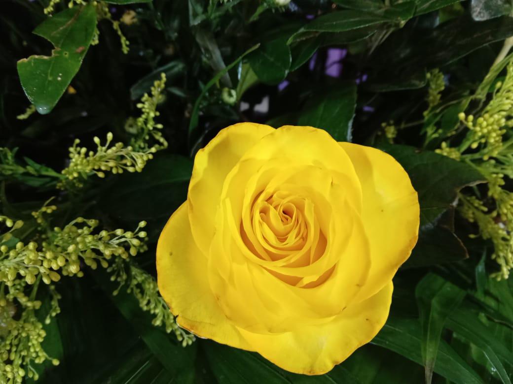 $!¿Ya regalaste flores amarillas hoy?; esperan floristas que ‘Efecto Floricienta’ rebase ventas del 14 de febrero