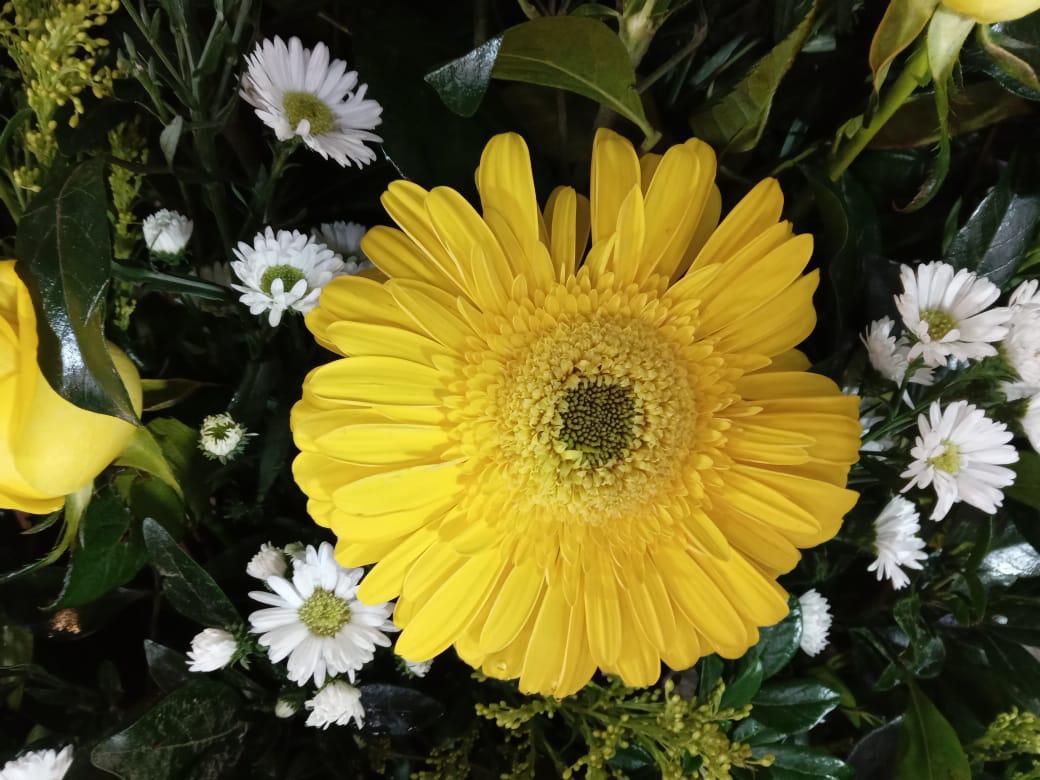 $!¿Ya regalaste flores amarillas hoy?; esperan floristas que ‘Efecto Floricienta’ rebase ventas del 14 de febrero