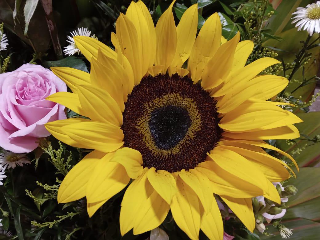 $!¿Ya regalaste flores amarillas hoy?; esperan floristas que ‘Efecto Floricienta’ rebase ventas del 14 de febrero