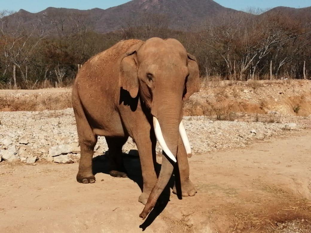 $!Buscan novia para el elefante ‘Big Boy’; tienen vista una hembra de 29 años