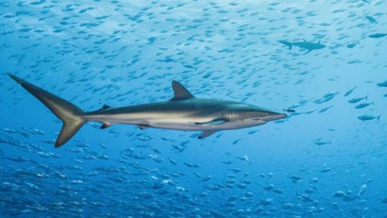 Un sedoso junto a un cardumen de atún.