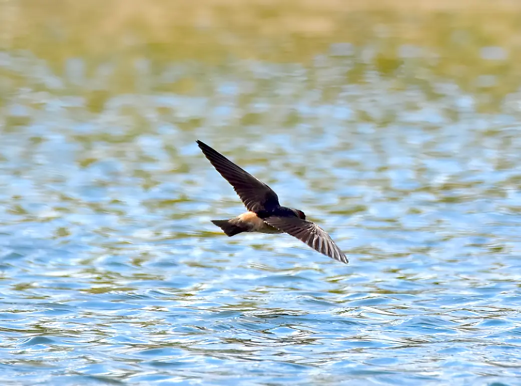 $!Golondrina risquera (Petrochelidon pyrrhonota) en vuelo.