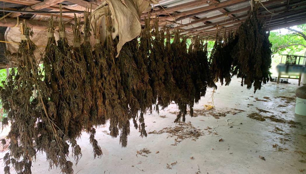 $!Ejército localiza y desmantela secadero de mariguana en El Guayabito, Culiacán