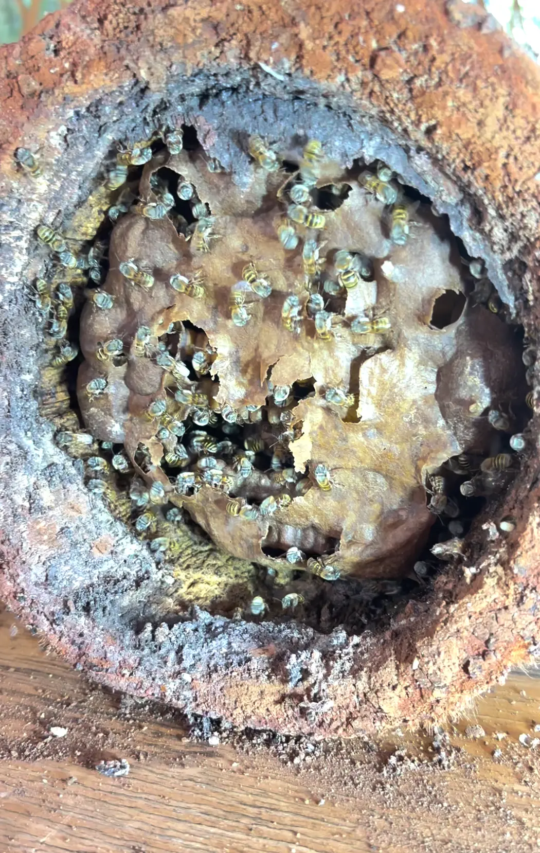 $!El interior de un jobón, tronco donde se crían abejas nativas, en Sinanché, México.