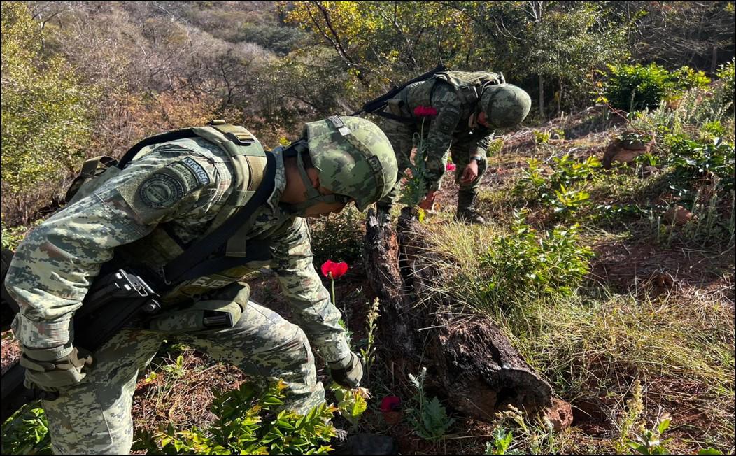 $!Hallan en Mocorito el sembradío de amapola más grande del año