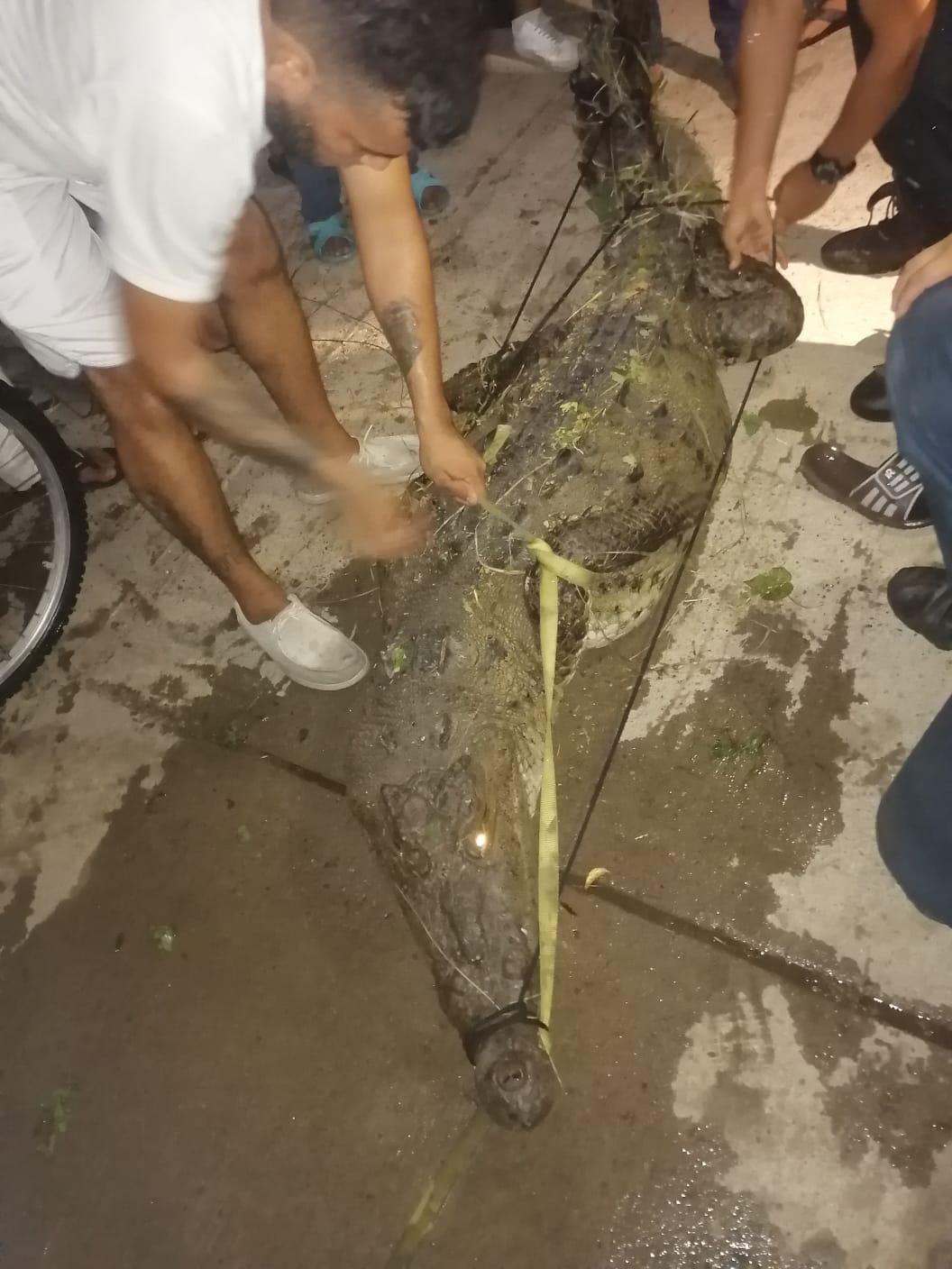 $!Aseguran en Santa Fe, en Mazatlán, un cocodrilo