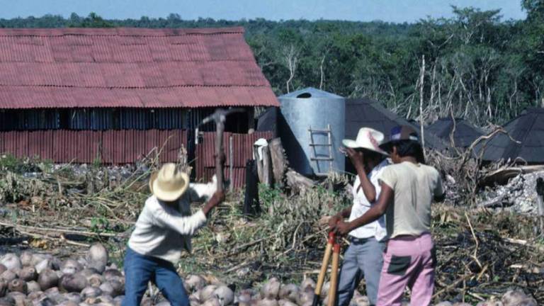 Personas refugiadas trabajando en la construcción de un asentamiento en Quintana Roo.